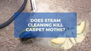 Does Steam Cleaning Kill Carpet Moths? 1