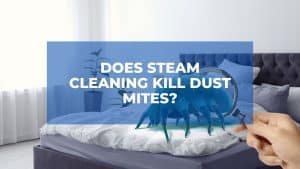 Can Steam Cleaning Exterminate Dust Mites? 1
