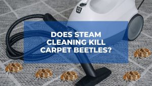 Does Steam Cleaning Kill Carpet Beetles