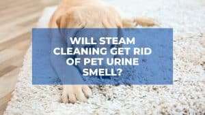 Will Steam Cleaning Get Rid of Pet Urine Smell? 1