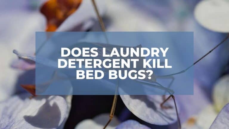 Does Laundry Detergent Kill Bed Bugs