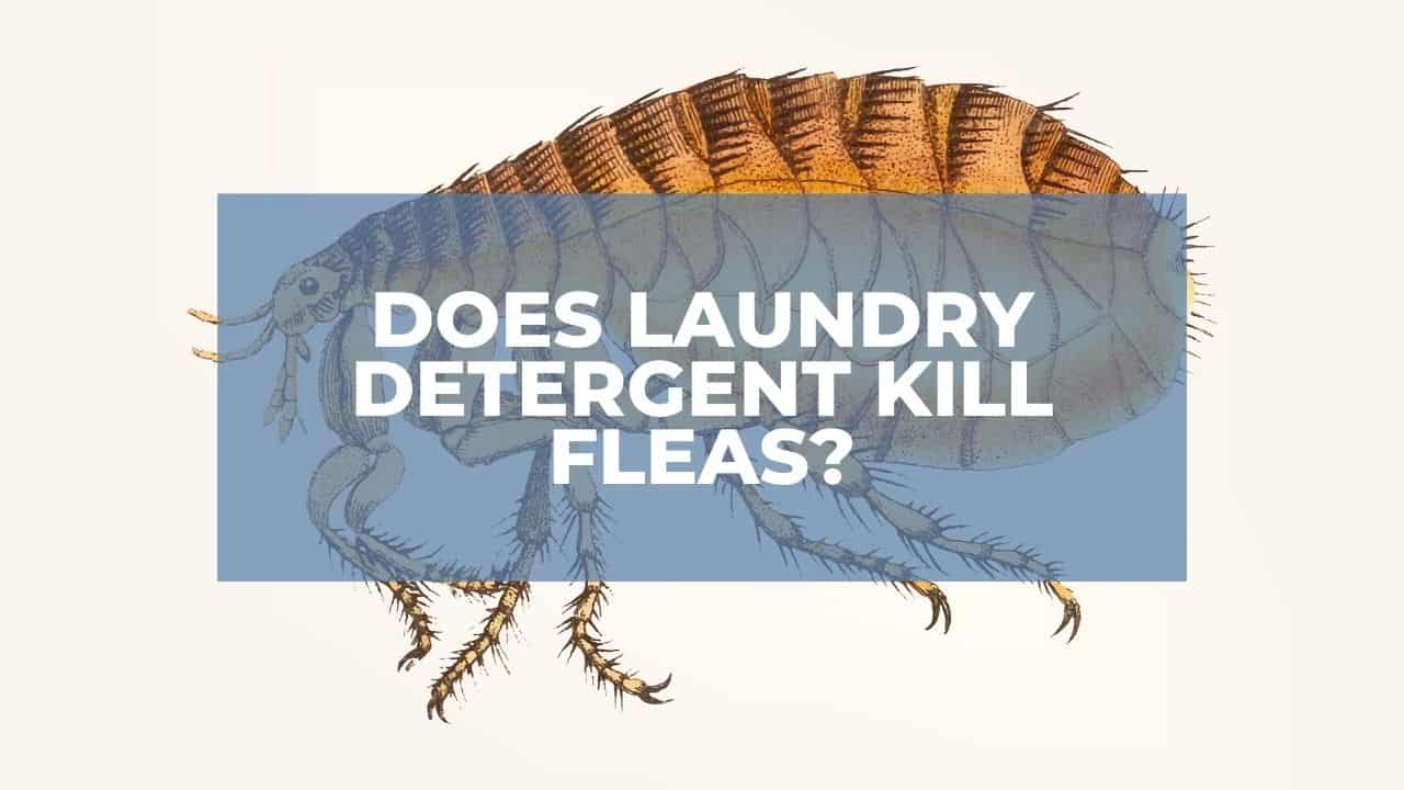 Does Laundry Detergent Kill Fleas