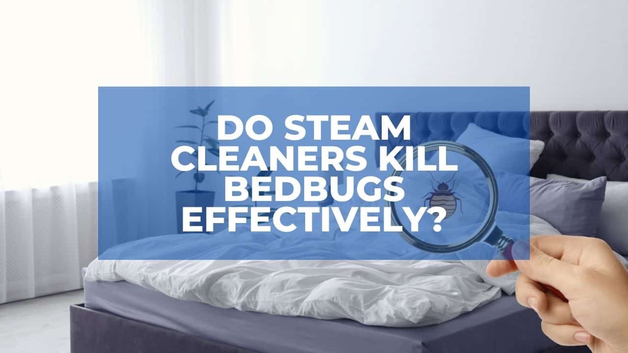 Do Steam Cleaners Kill Bedbugs