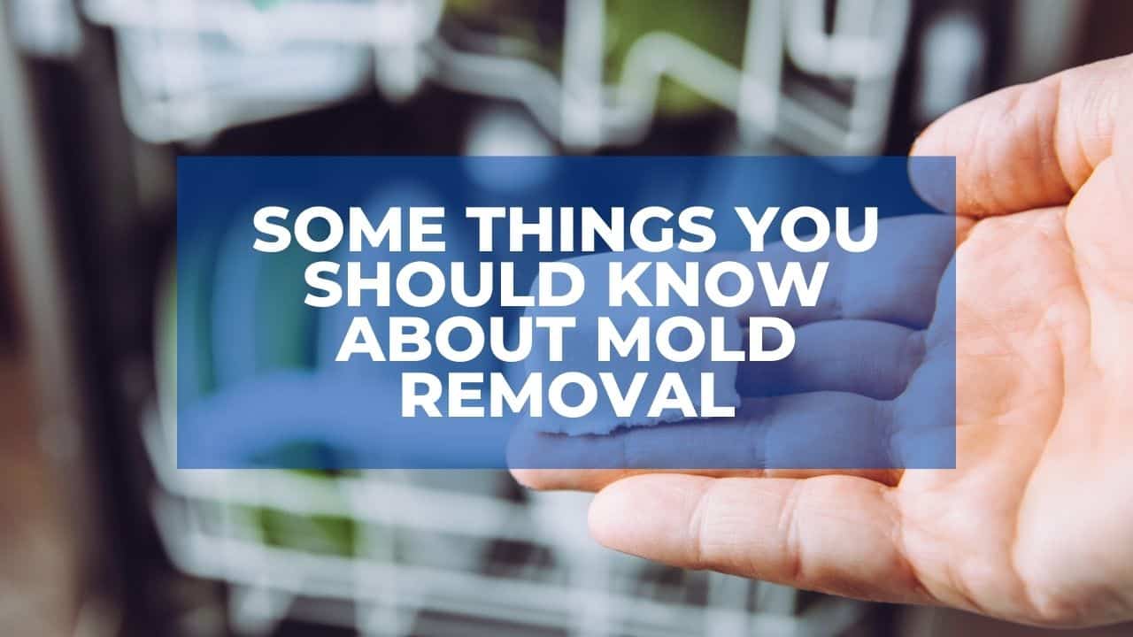 Some Things You Should Know About Mold Removal