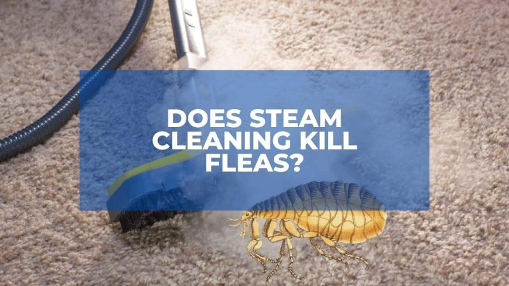 Does Steam Cleaning Kill Fleas?