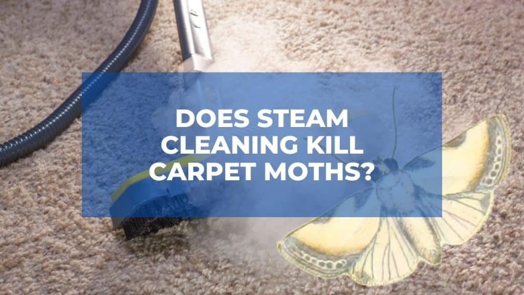 Does Steam Cleaning Kill Carpet Moths?