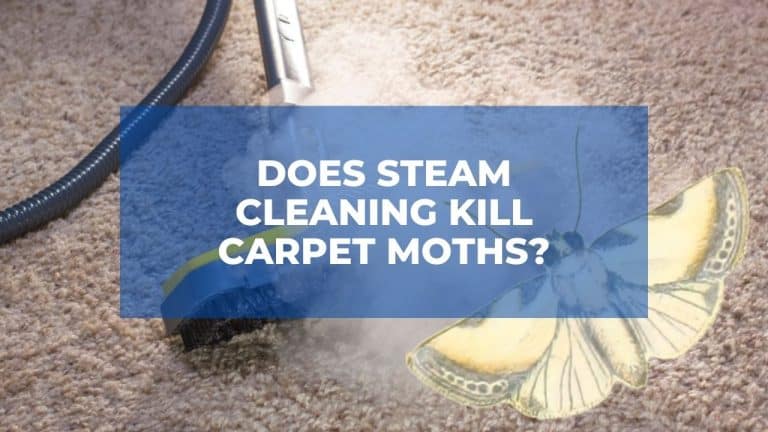 Does Steam Cleaning Kill Carpet Moths