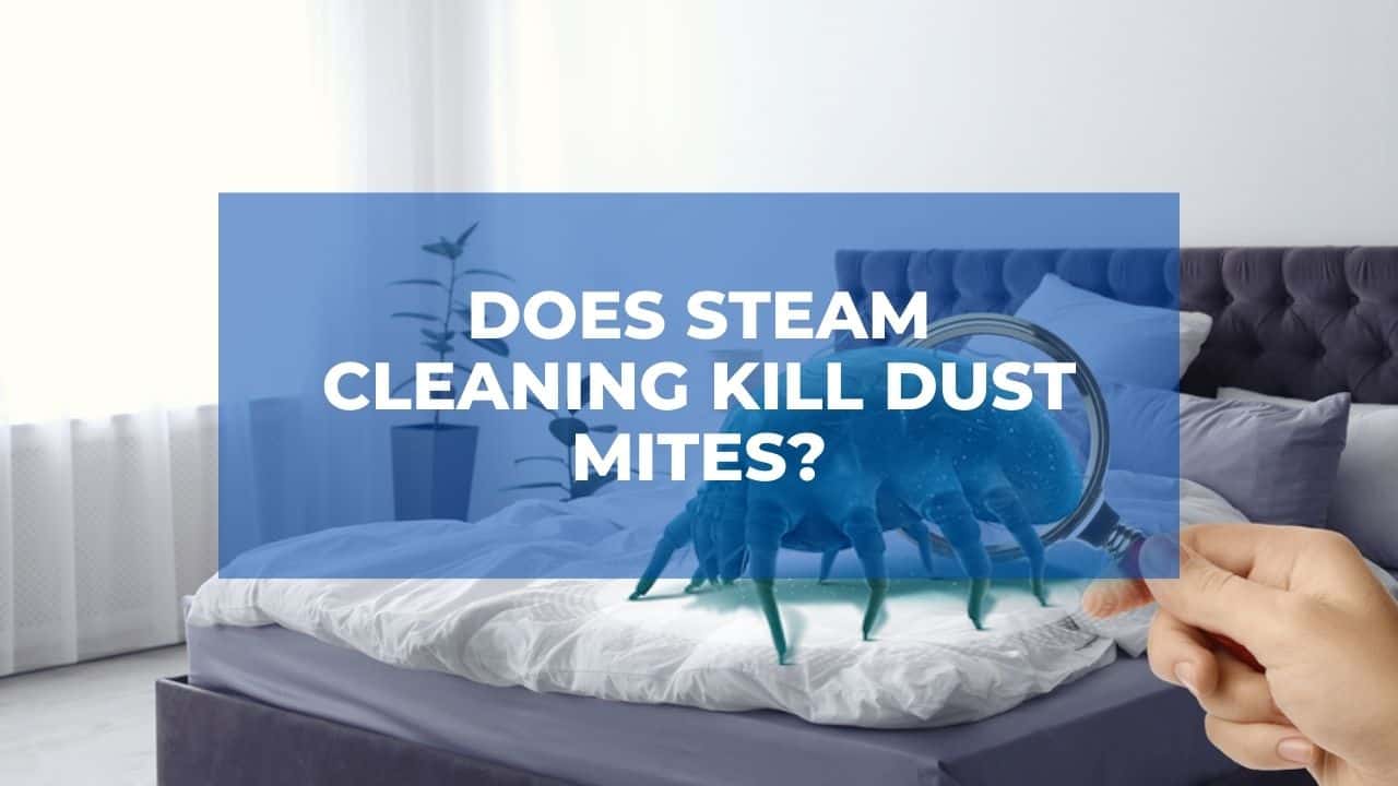 Does Steam Cleaning Kill Dust Mites