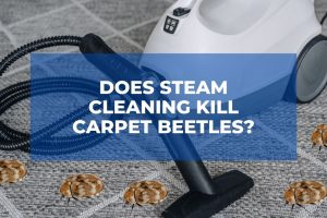 Does Steam Cleaning Kill Carpet Beetles?
