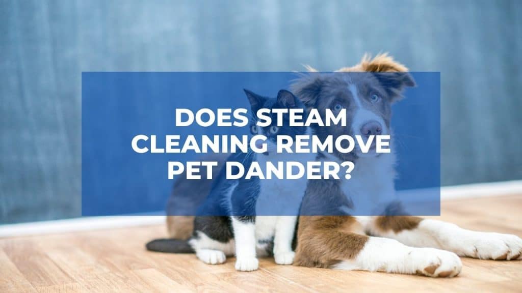 does-steam-cleaning-remove-pet-dander