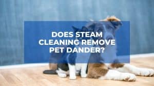 Does Steam Cleaning Remove Pet Dander