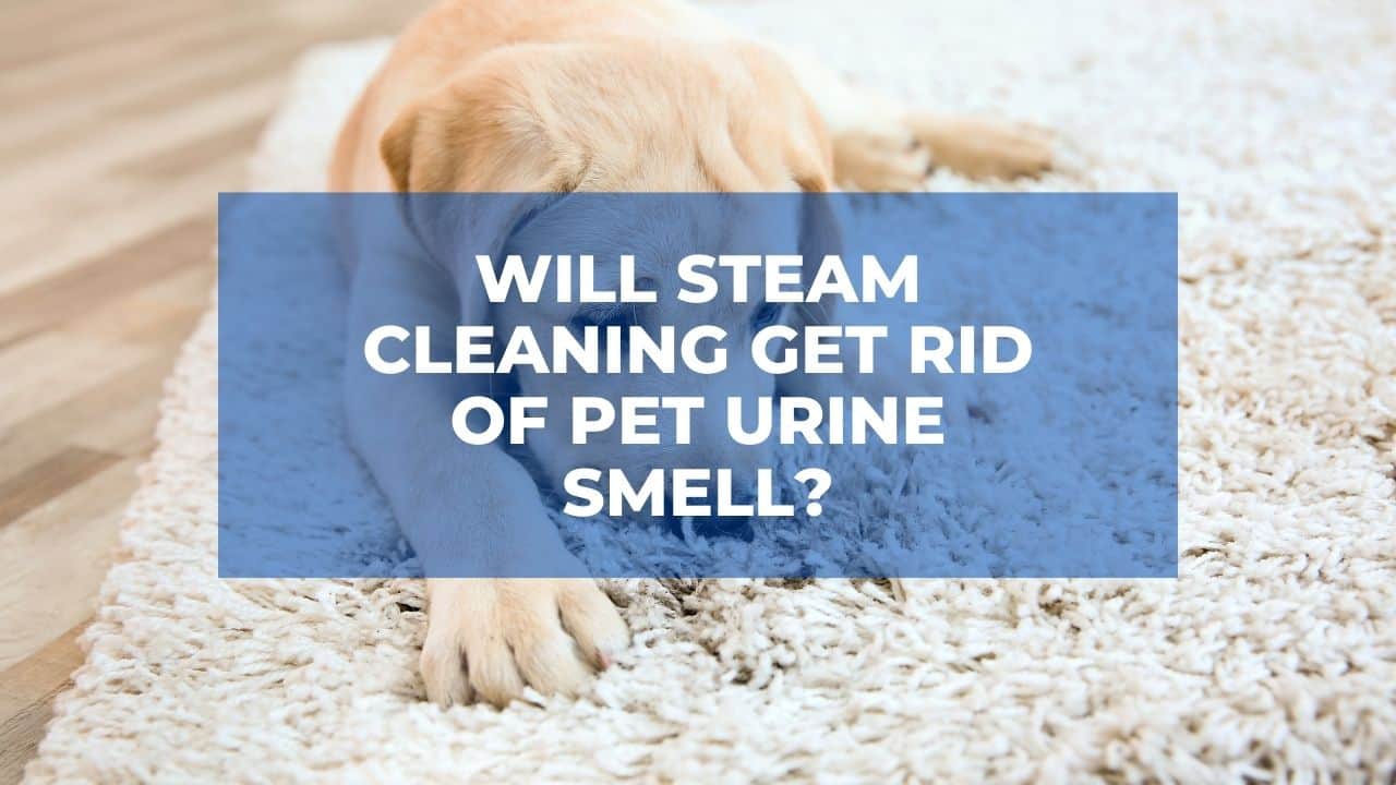 Will Steam Cleaning Get Rid of Pet Urine Smell