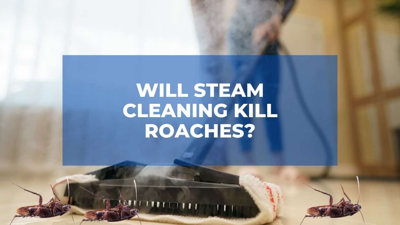 Will Steam Cleaning Kill Roaches