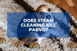 Does Steam Cleaning Kill Parvo?