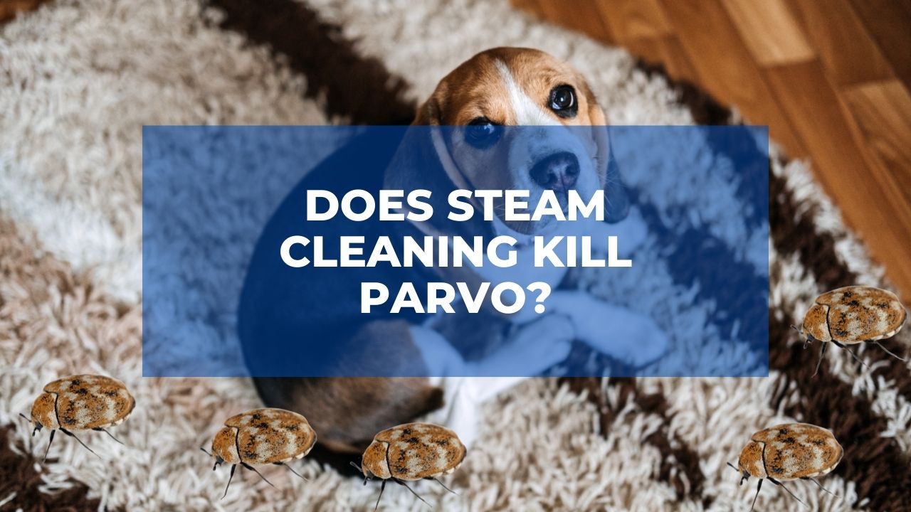 Does Steam Cleaning Kill Parvo