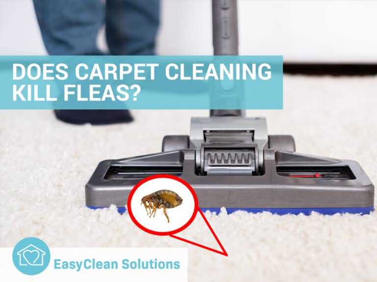 Eliminate Parasites: Masterful Carpet Cleaning Guide 2