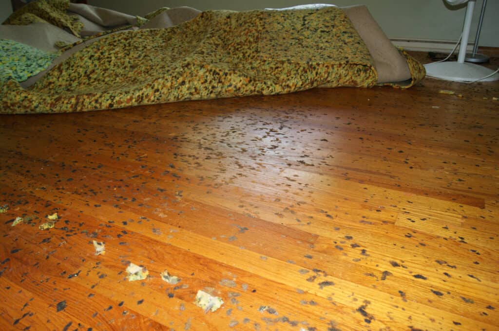 Uncovering Hazardous Mold Traces Beneath Hardwood Floors 1