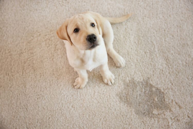 How to Banish Pesky Pet Stains from Your Carpets 1