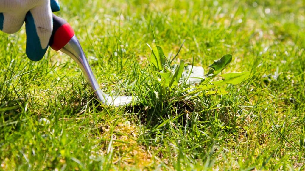 How to Banish Hay From Your Carpet with Ease 2
