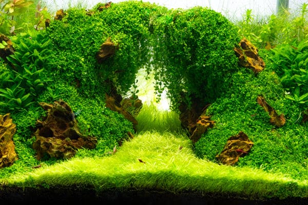 How to Clean Moss Carpet Aquarium: Top Tips and Tricks 3
