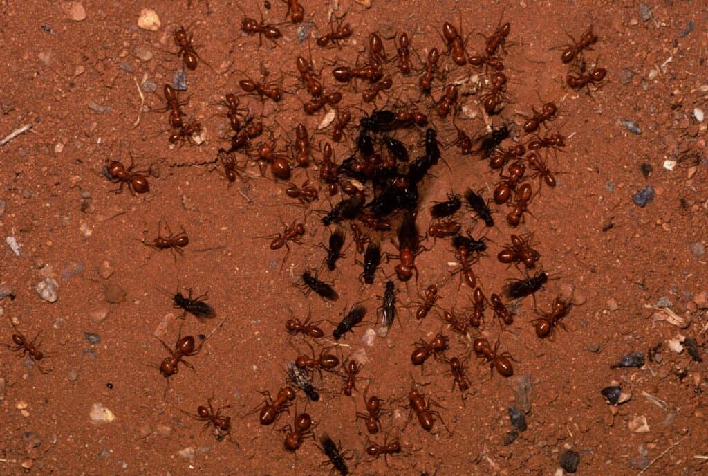 How To Get Ants Out Of Carpet: Sweep Away Ant Infestations 3