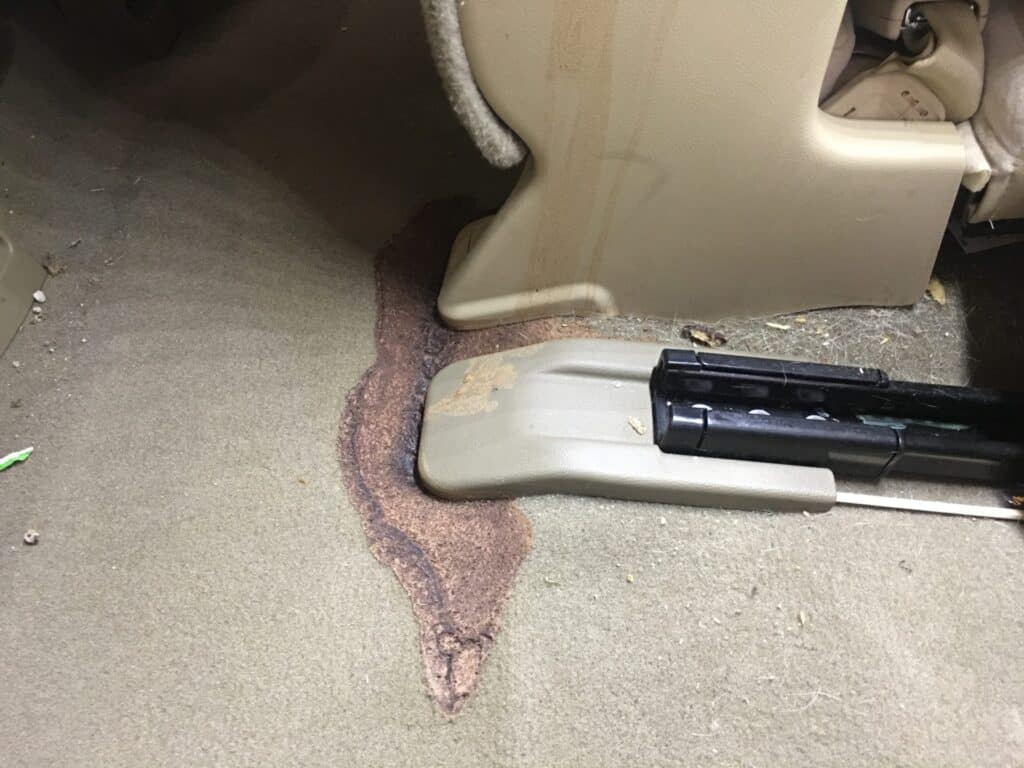 How to Get Protein Shake Out of Carpet: A Complete Step-by-Step Guide 2