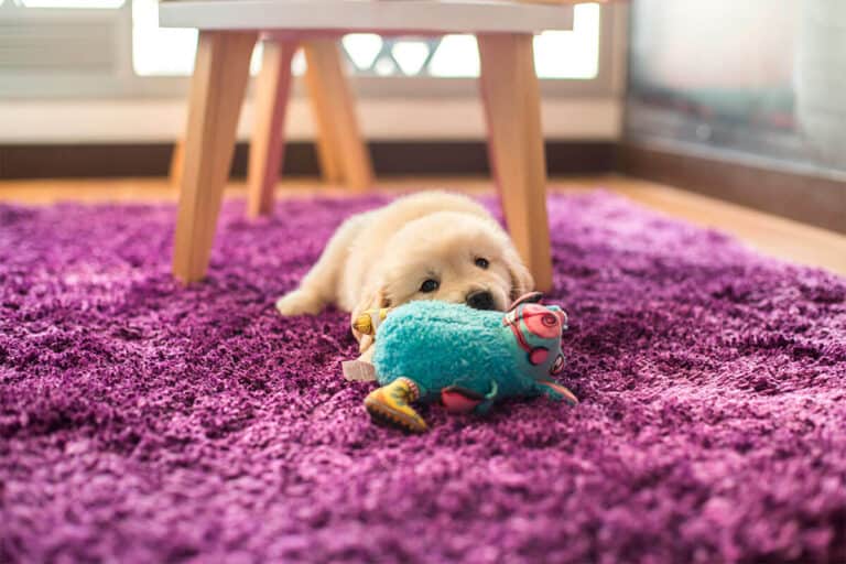 Ultimate Guide: Removing Rawhide From Your Carpet Easily 3